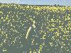 img_7897_t1.jpg